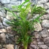 Kép 2/9 - Chamaedorea cataractarum