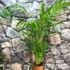 Kép 3/9 - Chamaedorea cataractarum