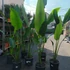 Kép 3/7 - Ravenala madagascariensis - utazók pálmája, esztétikai hibás levelekkel