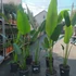 Kép 4/7 - Ravenala madagascariensis - utazók pálmája, esztétikai hibás levelekkel
