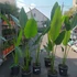 Kép 5/7 - Ravenala madagascariensis - utazók pálmája, esztétikai hibás levelekkel