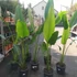 Kép 7/7 - Ravenala madagascariensis - utazók pálmája, esztétikai hibás levelekkel