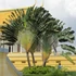 Kép 1/7 - Ravenala madagascariensis - utazók pálmája, esztétikai hibás levelekkel