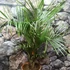 Kép 2/8 - Dypsis decaryi - madagaszkári háromszög pálma