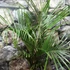 Kép 7/8 - Dypsis decaryi - madagaszkári háromszög pálma