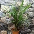 Kép 8/8 - Dypsis decaryi - madagaszkári háromszög pálma