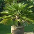 Kép 1/8 - Chamaerops humilis