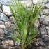 Kép 3/8 - Chamaerops humilis