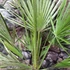 Kép 4/8 - Chamaerops humilis