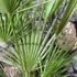 Kép 5/8 - Chamaerops humilis