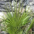 Kép 6/8 - Chamaerops humilis