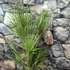 Kép 7/8 - Chamaerops humilis