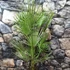 Kép 8/8 - Chamaerops humilis