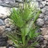 Kép 2/8 - Chamaerops humilis