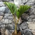Kép 3/14 - Hyophorbe lagenicaulis - palackpálma