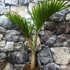 Kép 5/14 - Hyophorbe lagenicaulis - palackpálma