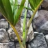 Kép 7/14 - Hyophorbe lagenicaulis - palackpálma