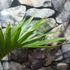 Kép 8/14 - Hyophorbe lagenicaulis - palackpálma
