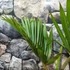 Kép 11/14 - Hyophorbe lagenicaulis - palackpálma