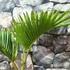 Kép 13/14 - Hyophorbe lagenicaulis - palackpálma