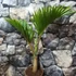 Kép 14/14 - Hyophorbe lagenicaulis - palackpálma