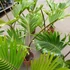 Kép 6/14 - Hyophorbe lagenicaulis - palackpálma