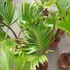 Kép 12/14 - Hyophorbe lagenicaulis - palackpálma