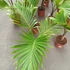 Kép 4/14 - Hyophorbe lagenicaulis - palackpálma