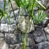 Kép 4/7 - Trachycarpus fortunei - Kínai kenderpálma