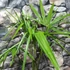 Kép 3/7 - Trachycarpus fortunei - Kínai kenderpálma