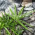 Kép 5/7 - Trachycarpus fortunei - Kínai kenderpálma