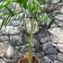 Kép 7/7 - Trachycarpus fortunei - Kínai kenderpálma