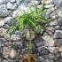 Kép 2/7 - Trachycarpus fortunei - Kínai kenderpálma
