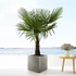 Kép 1/7 - Trachycarpus fortunei - Kínai kenderpálma