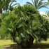 Kép 1/11 - Chamaerops humilis
