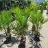 Kép 11/11 - Chamaerops humilis