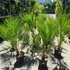 Kép 3/11 - Chamaerops humilis