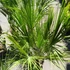 Kép 5/11 - Chamaerops humilis