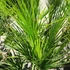 Kép 6/11 - Chamaerops humilis
