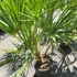 Kép 8/11 - Chamaerops humilis