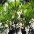 Kép 9/11 - Chamaerops humilis