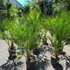 Kép 2/11 - Chamaerops humilis