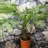 Kép 3/5 - Phoenix roebelenii