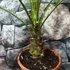 Kép 4/5 - Phoenix roebelenii