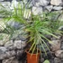 Kép 5/5 - Phoenix roebelenii