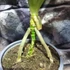 Kép 2/8 - Pandanus veitchii, csavarpálma