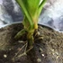 Kép 3/8 - Pandanus veitchii, csavarpálma