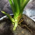 Kép 4/8 - Pandanus veitchii, csavarpálma