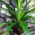 Kép 5/8 - Pandanus veitchii, csavarpálma