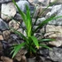Kép 1/8 - Pandanus veitchii, csavarpálma